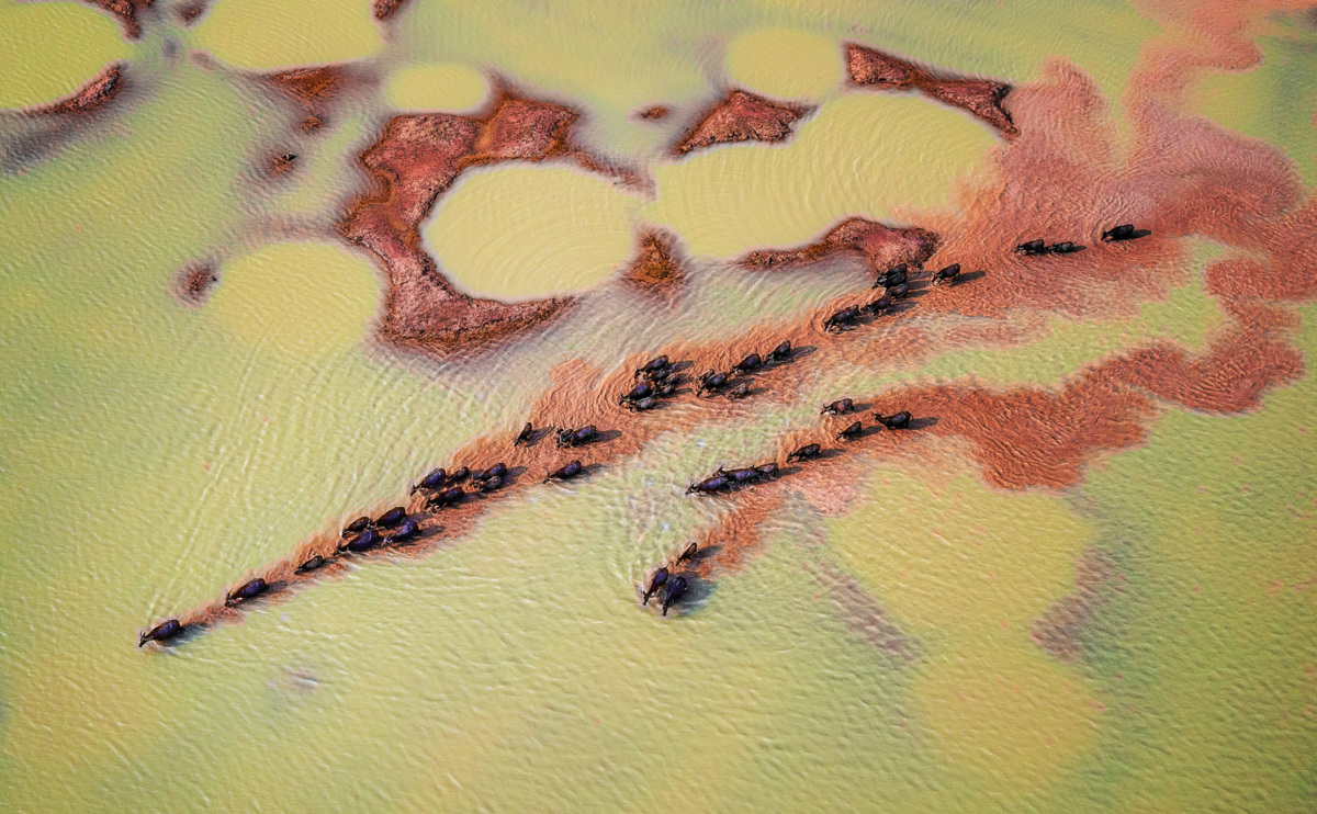 Bức ảnh những con trâu nước di chuyển theo đàn đi tìm nguồn cỏ mới trên hồ Dầu Tiếng - Tây Ninh vào mùa nước cạn của tác giả Nguyễn Tấn Tuấn. (Nguồn ảnh: vnexpress.net)
